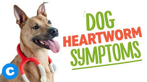 Heartworm Signs