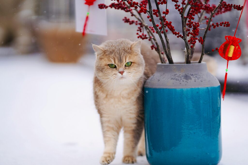 Cats provide us joy and amusement but while caring cats we should know ,can cats get cold?. As responsible pet owners, it's crucial to ensure our furry friends are healthy and happy