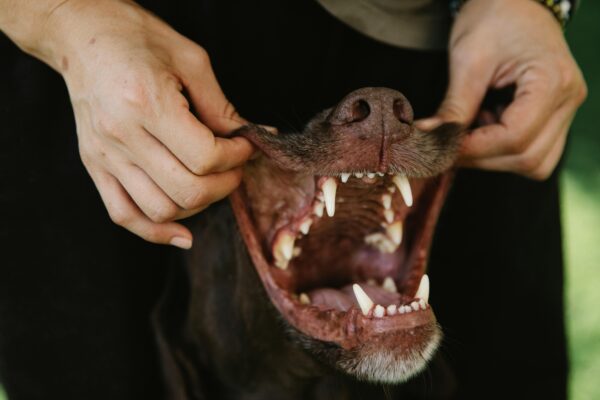 Puppy Teeth Pictures