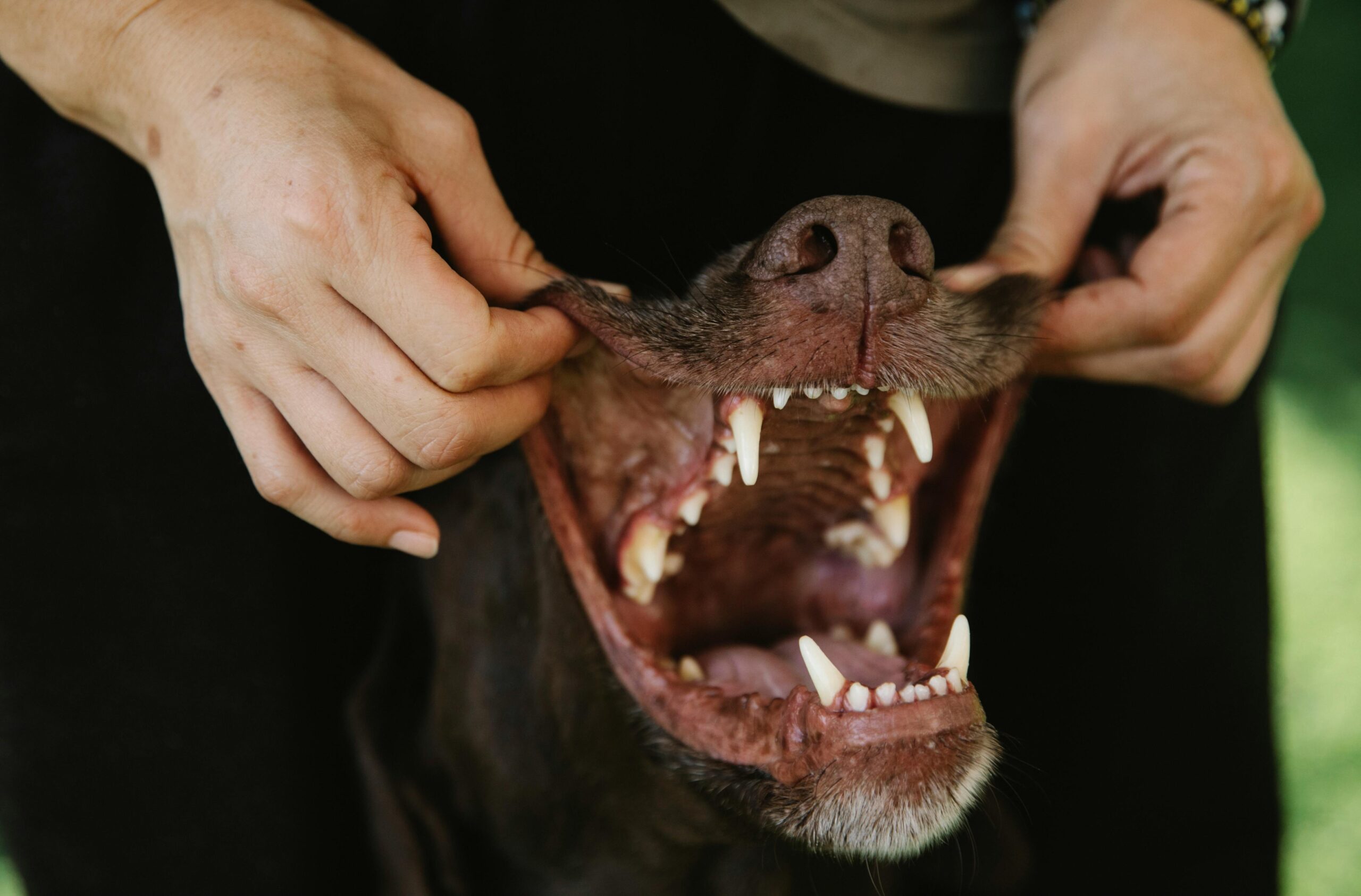 Puppy Teeth Pictures