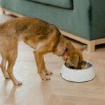 food bowls for small dogs