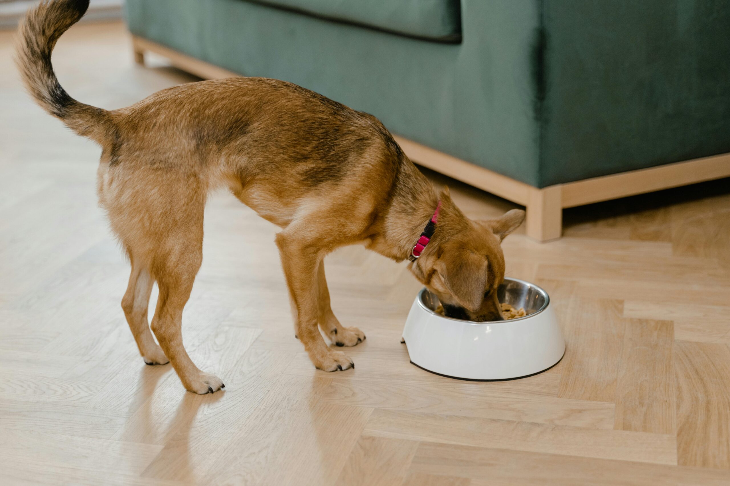 food bowls for small dogs