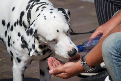 Licking Can Be a Soothing Behavior for Dogs