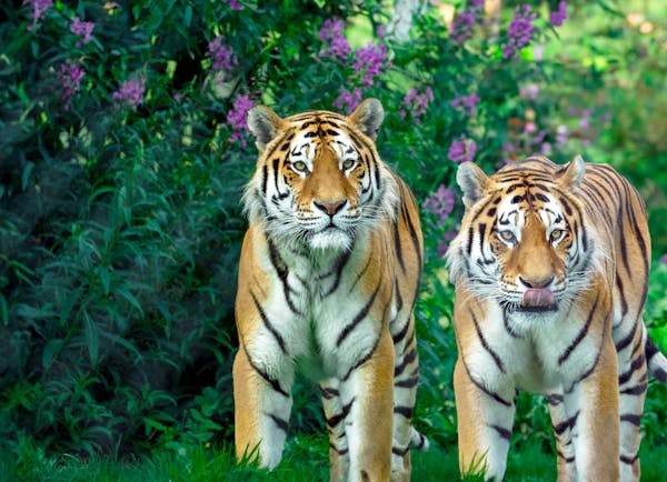 Tigers are among the most majestic and fascinating creatures on the planet. As apex predators, they play a crucial role in maintaining the balance of their ecosystems.