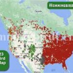 Tracking Hummingbirds in 2023