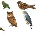 Top 20 Rarest Birds in the World