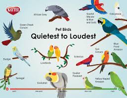 Top 10 Loudest Birds