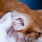 Ear Mites in Cats