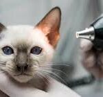 5 Best Treatments for Ear Mites in Cats