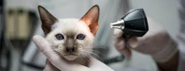 5 Best Treatments for Ear Mites in Cats