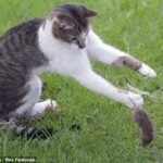 Why do cats play with their prey