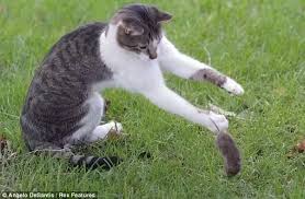 Why do cats play with their prey