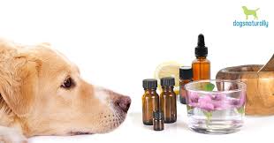 scent is toxic to dogs