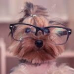 Funny Yorkie Dogs