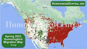 Tracking Hummingbirds in 2023