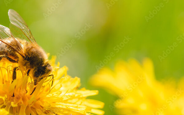 Honey bees are fascinating creatures that play a crucial role in pollination, which is vital for the production of many fruits, vegetables, and nuts.