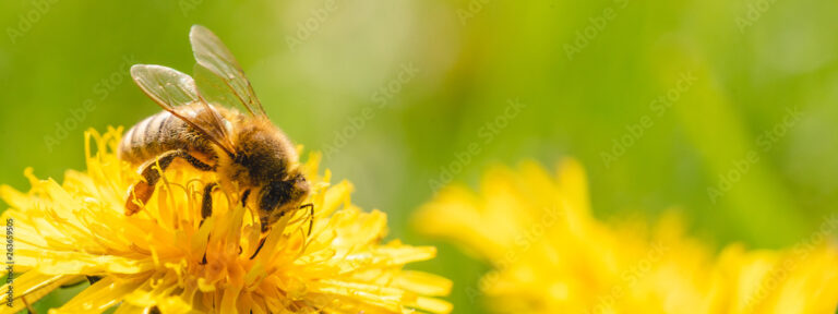 Honey bees are fascinating creatures that play a crucial role in pollination, which is vital for the production of many fruits, vegetables, and nuts.