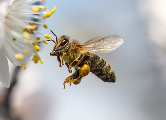 Honey bees are fascinating creatures that play a crucial role in pollination, which is vital for the production of many fruits, vegetables, and nuts.