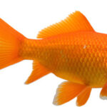 Goldfish life span is a fascinating topic for anyone interested in keeping these beautiful creatures as pets.