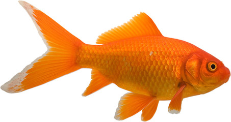 Goldfish life span is a fascinating topic for anyone interested in keeping these beautiful creatures as pets.