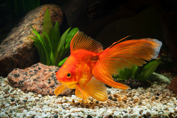 Goldfish life span is a fascinating topic for anyone interested in keeping these beautiful creatures as pets. Goldfish life span is a fascinating topic for anyone interested in keeping these beautiful creatures as pets. 