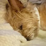 Yorkshire Terrier Gets a Good Night's Sleep