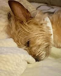 Yorkshire Terrier Gets a Good Night's Sleep