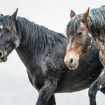 Top 10 Horse Breeds