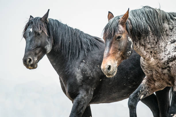 Top 10 Horse Breeds