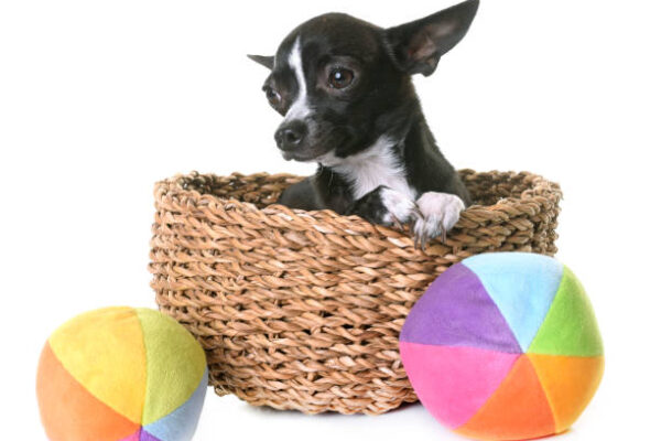 The Ultimate Guide to Toys Made to Keep Your Dogs Occupied and Entertained for Hours