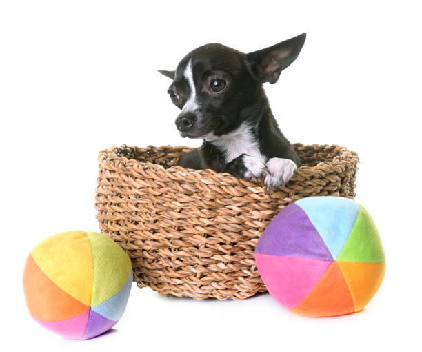 The Ultimate Guide to Toys Made to Keep Your Dogs Occupied and Entertained for Hours