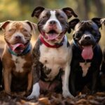 Bull dogs are a beloved breed known for their distinctive appearance and lovable personalities. Whether you're a seasoned bull dog owner or considering adding one to your family, it's essential to understand the facts about these charming canines.