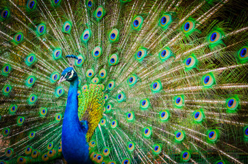 Peacocks are fascinating creatures known for their striking appearance and captivating behaviors.