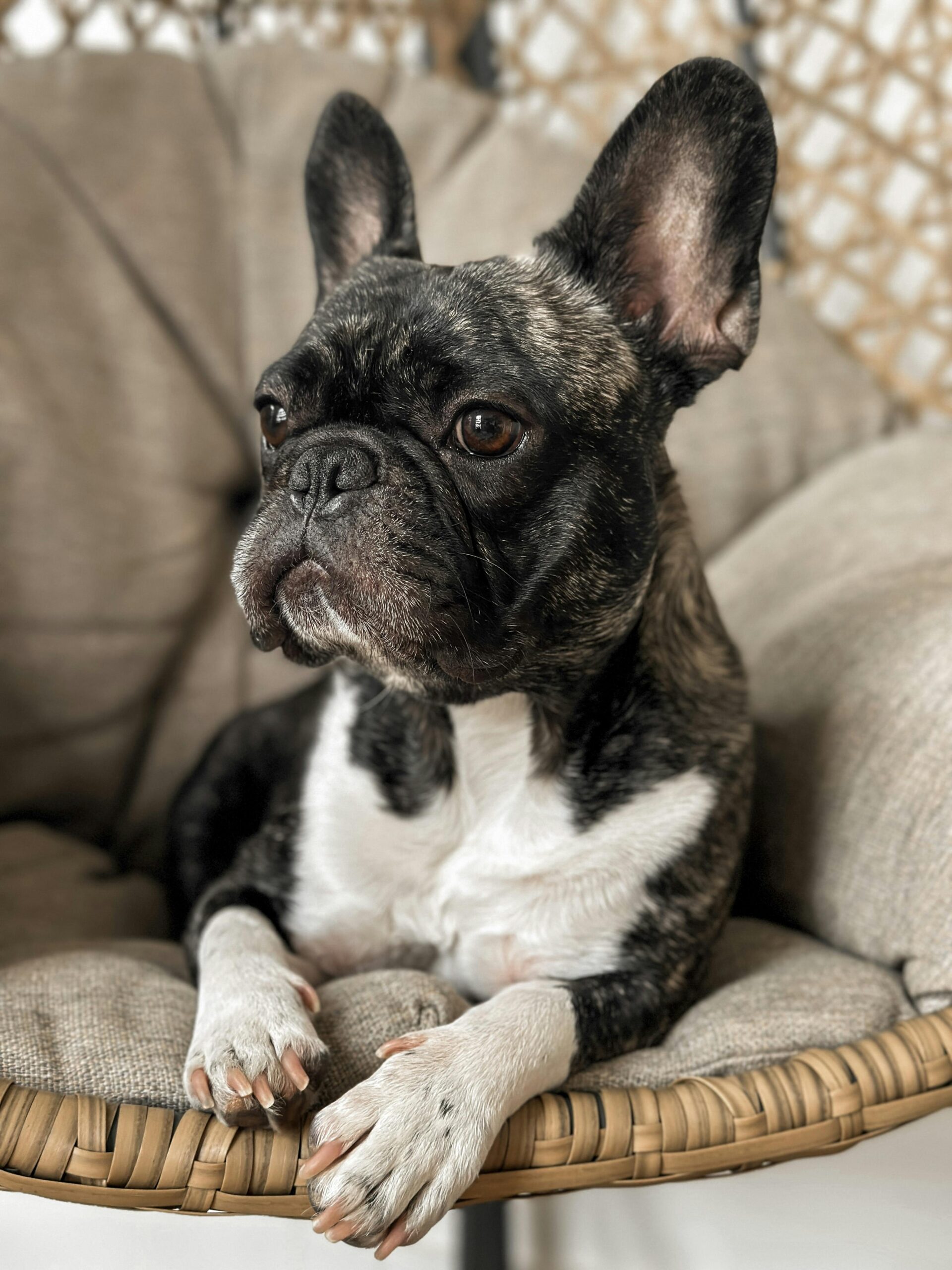 Angora French Bulldog