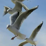Birds Flying High in the Sky