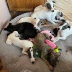 Greyhound Puppies