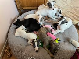 Greyhound Puppies