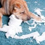Dog Ate Paper Towel