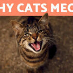 Why Do Cats Meow at You?