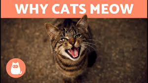 Why Do Cats Meow at You?