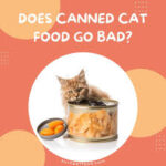 Does Dry Cat Food Go Bad?