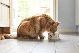 Does Dry Cat Food Go Bad?