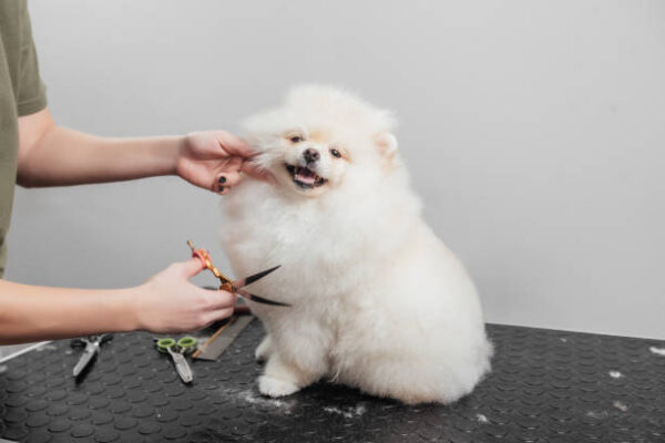Fluffy Hair Cuts for Pets
