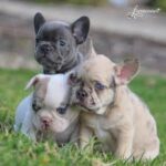 French Bulldog Cost