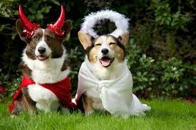 Halloween costumes for dogs