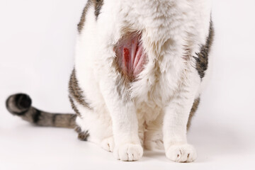 Skin infection in cats is a common disease. Cats are cherished for their independent nature and unique personalities.