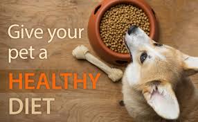 WHICH FOODS CONSIDER HEALTHY AND BALANCED DIET FOR DOGS