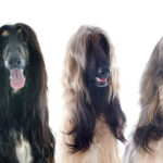 The luscious locks of long-haired dogs turn heads and strike up a chorus wherever they go. Long-haired dogs can be fairly high care with their continual need for routine grooming.