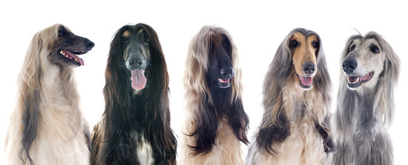 The luscious locks of long-haired dogs turn heads and strike up a chorus wherever they go. Long-haired dogs can be fairly high care with their continual need for routine grooming.