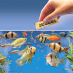 Food for Fish